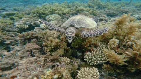 Huge Green Sea Turtle Fast Swimming above sea bed Stock Footage 340602102