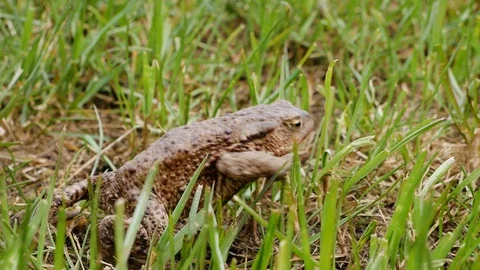 Huge green toad is crawling through the grass towards the swapm. Macro Stock Footage 129216639