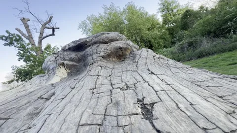 Huge grey weathered fallen log surface detail Video stock 334760233