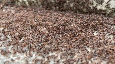 A huge group of ants Stock Footage 158857218