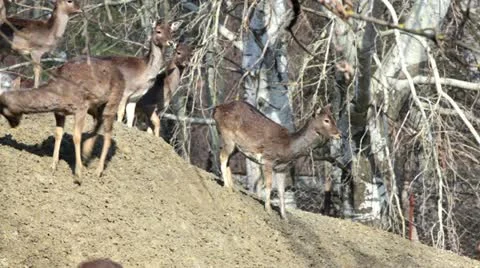 Huge group of deer herd Stock Footage 24663790