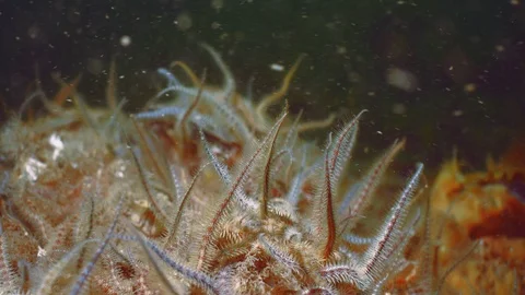 Huge group of Serpent's table brittlestar in North Sea Vídeo Stock 95592257