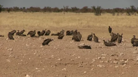 Huge group of vultures Video stock 11977282