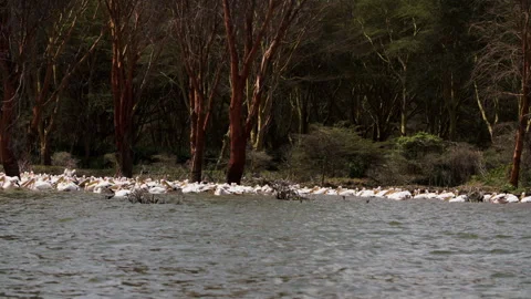 Huge group of white storks on surface of freshwater lake Naivasha in Kenya. Stock Footage 231643674
