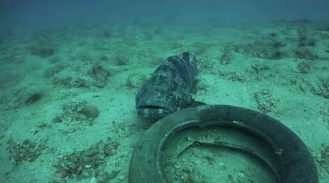 Huge grouper sitting in the depth on the bottom Stock Footage 67196390