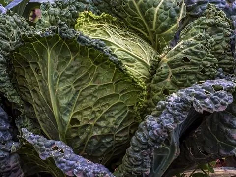 Huge growing cabbage head with large upper wiry leaves. Brassica oleracea. Stock Photos