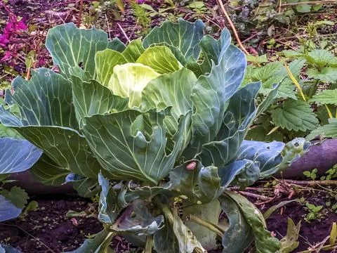 Huge growing cabbage head with large upper wiry leaves. Brassica oleracea. Stock Photos