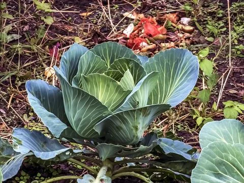 Huge growing cabbage head with large upper wiry leaves. Brassica oleracea. Stock Photos
