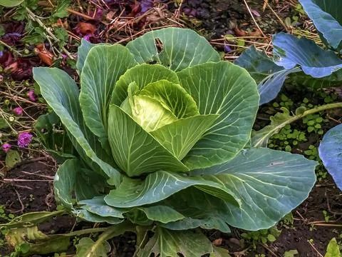 Huge growing cabbage head with large upper wiry leaves. Brassica oleracea. Stock Photos