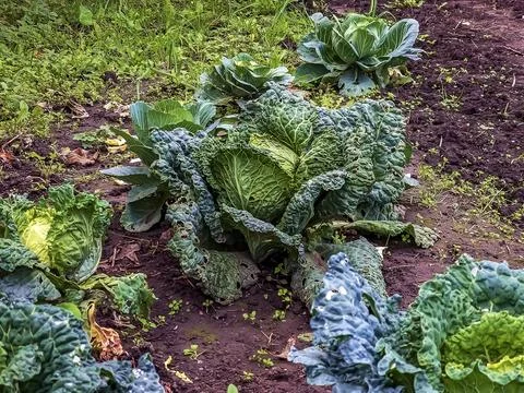 Huge growing cabbage head with large upper wiry leaves. Brassica oleracea. Foto stock