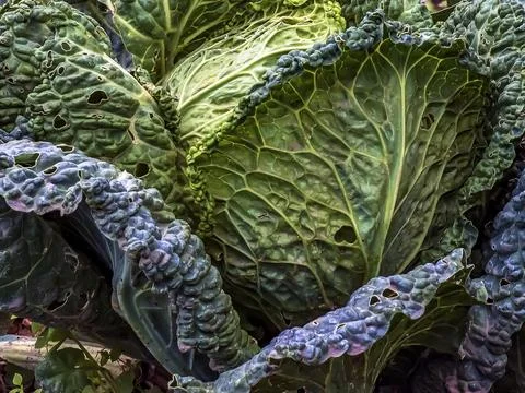 Huge growing cabbage head with large upper wiry leaves. Brassica oleracea. Stock Photos