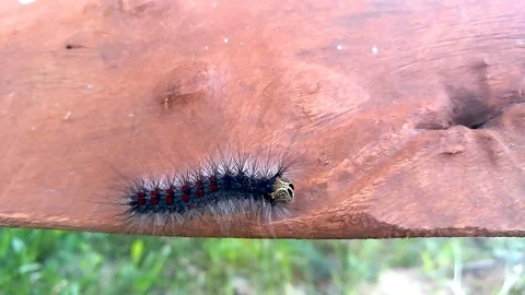 Huge gypsy moth caterpillar crawling on a piece of wood part2 Stock Footage 115782133