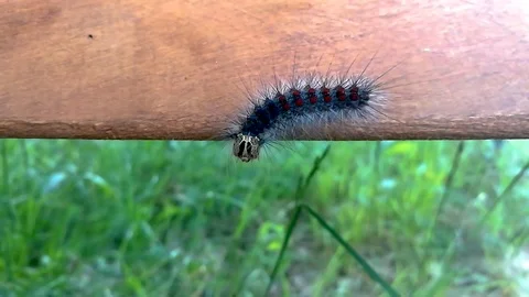 Huge gypsy moth caterpillar crawling on a piece of wood part3 Stock Footage 115782208