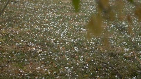 Huge hail, ice snow drops fall from the sky, in the forest. Stock Footage 123018296
