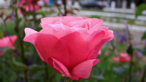 A huge half-opened pink rosebud against the street. B roll Stock Footage 286022477