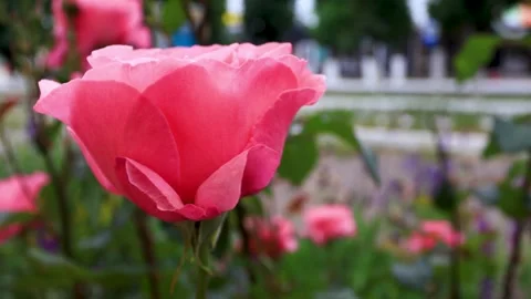 A huge half-opened pink rosebud against the street. B roll Stock Footage 286022510