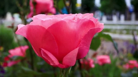 A huge half-opened pink rosebud against the street. B roll Stock Footage 286022546