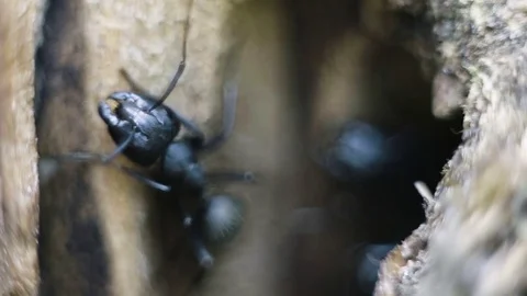 A huge head and powerful jaws of a carpenter ant. Camponotus vagus Vídeos de archivo 77801798