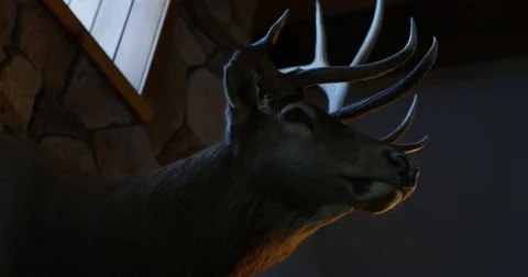 Huge head of a dead deer hanging on the wall below a small window Stock Footage 80614818