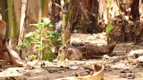 Huge hen playing in the mud Stock Footage 171707242