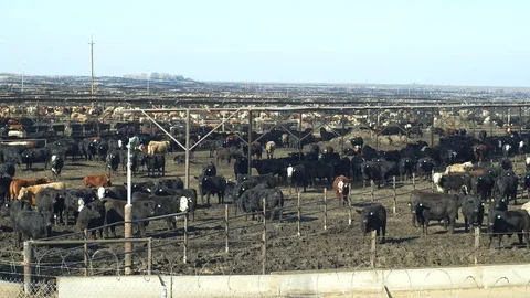 Huge herd of beef cattle in pens Stock Footage 86219751