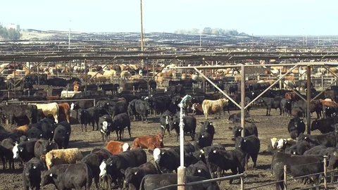 Huge herd of beef cattle in pens Stock Footage 86219760