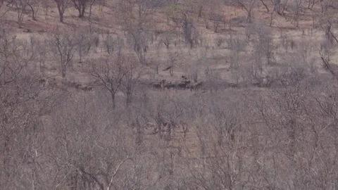 Huge herd of cape buffalo Vídeos de archivo 168323703