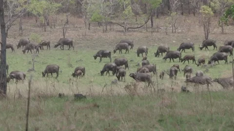 Huge herd of cape buffalo Stock Footage 168323738