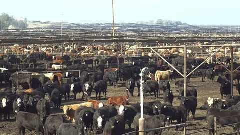 Huge herd of cattle in pens Video stock 86219711