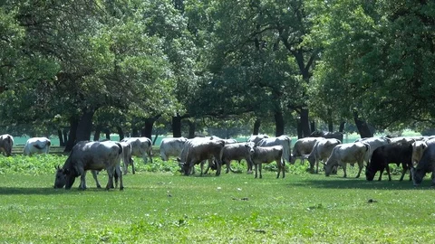 Huge herd of cows passes through a field of trees Vídeos de archivo 91643418
