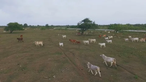 A huge herd of cows running across the steppe Stock Footage 73861355