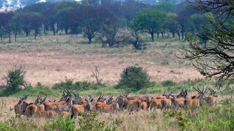 huge herd of shy eland antelope in Seren... | Stock Video | Pond5