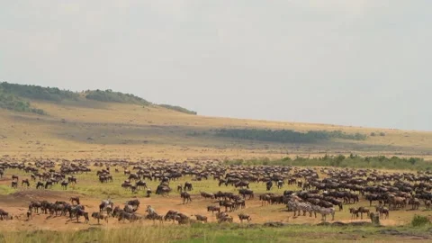 huge herd of wild animals grazing in jun... | Stock Video | Pond5