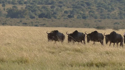 A huge herd of wildebeest approaches the river during the migration period Stock Footage 101309915