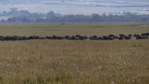 A huge herd of wildebeest approaches the river during the migration period Stock Footage 101356505