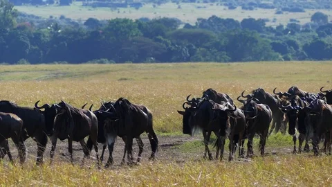 A huge herd of wildebeest approaches the river during the migration period Stock Footage 101391174
