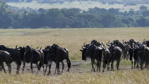 A huge herd of wildebeest moves to the river during the migration period Stock Footage 101255197