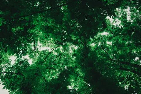 A huge high chestnut tree crown bottom view. Branches with fresh leaves. Spring Stock Photos