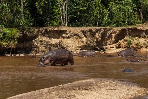 A huge hippo is drinking mud water. Queen Elizabeth National Park, Uganda Stock Photos