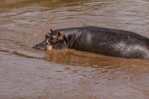 A huge hippo is having a bath in mud water. Queen Elizabeth National Park Foto stock