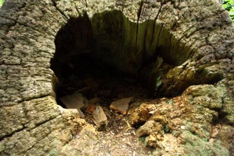 Huge hole in big old tree as background Stock Photos
