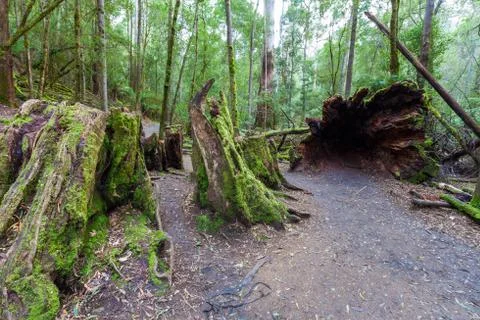 Huge hollow fallen tree root and stump Stock Photos