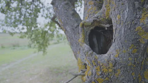 Huge hollow in old tree trunk standing in home orchard Video stock 251667695