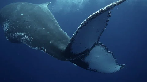 Huge Humpback Whales Tail Very Close Und... | Stock Video | Pond5