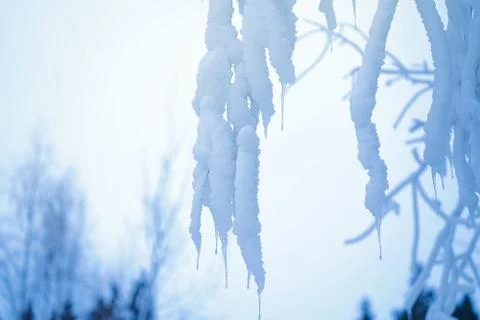Huge icicles on trees in winter Stock Photos