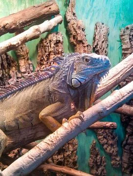 Huge iguana with pattern on its scales Stock Photos
