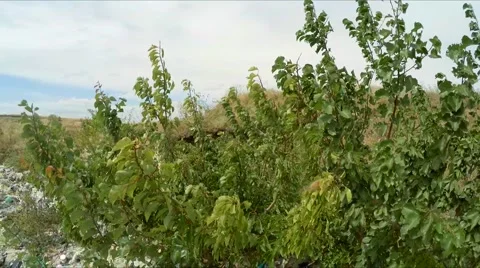 Huge Illegal Garbage Dump At City Suburbs In Ukraine Stock Footage 55028713