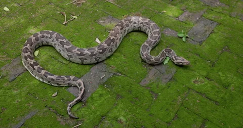 Huge Indian Rock Python senses with its tongue while moving its tail on a lush Stock-Footage 330991016