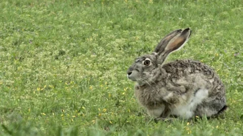 Huge Jack Rabbit Runs Away close up 動画素材 48963709