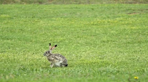 Huge Jack Rabbit wide 動画素材 48963796